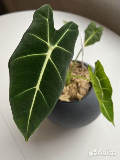 Алоказия мишольца