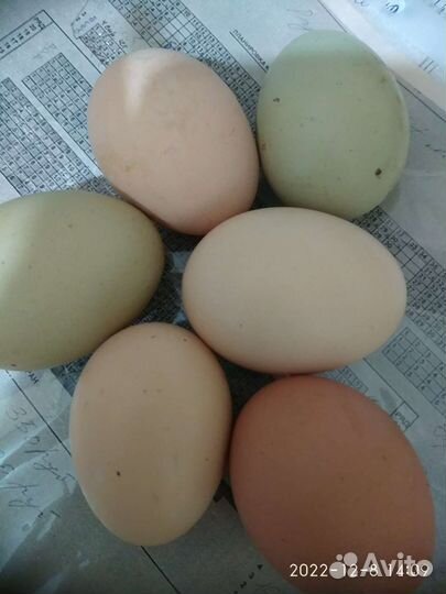 Цыплята и Инкубационные яйцо