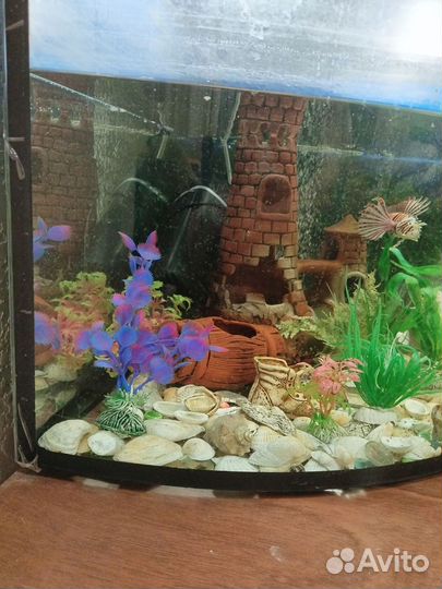 Аквариум