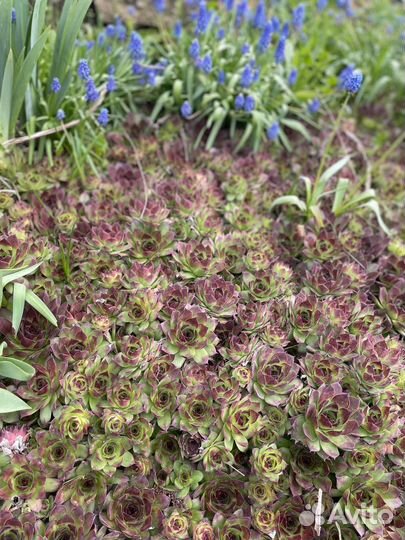 Каменная роза или по другому Молодило