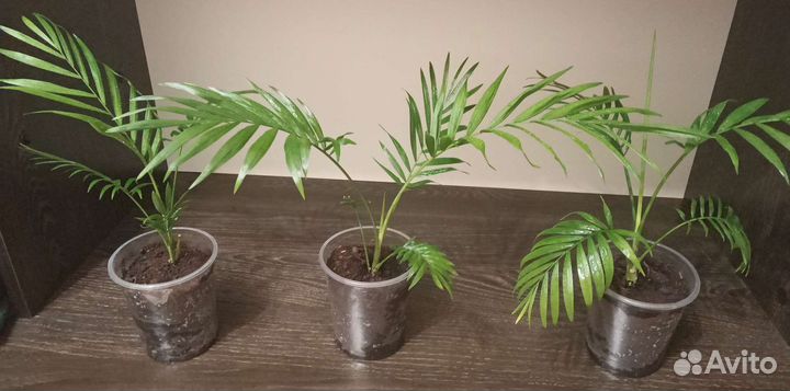 Хамедорея комнатная пальма