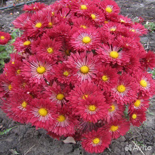 Хризантема