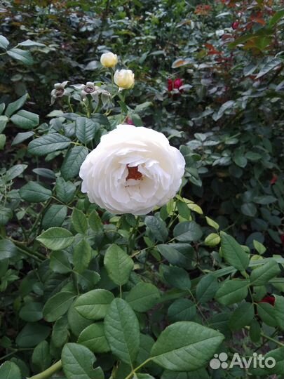Английские розы 51сорт