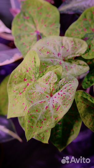 Каладиум Мисс Маффет