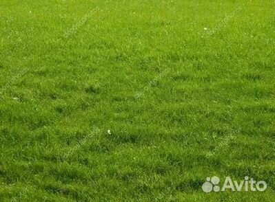 Продажа Рулонного газона