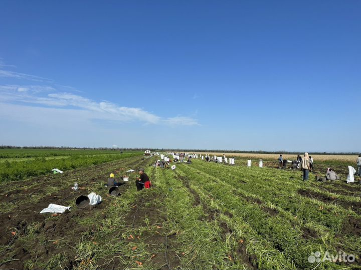 Тракторист