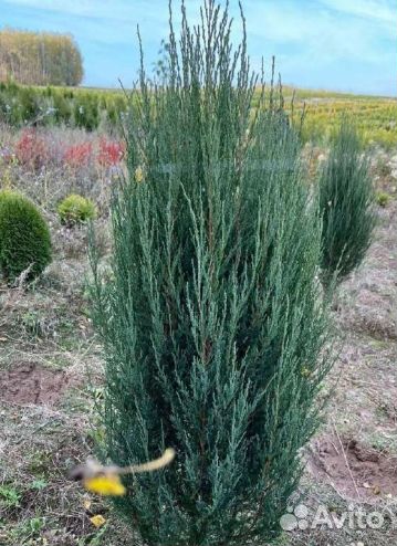 Можжевельник скальный Блю эрроу