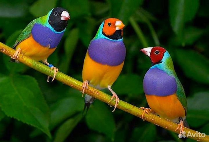 Амадины гульда