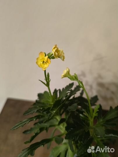 Каланхоэ дольчатое желтое