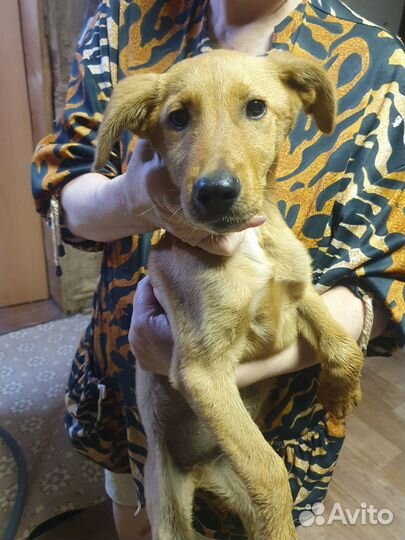 Щенки от маленькой собаки