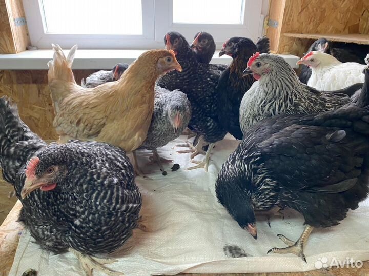 Куры Несушки