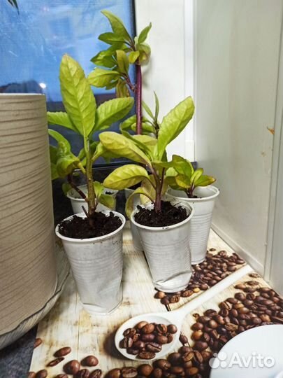 Гинура распростертая Джинура