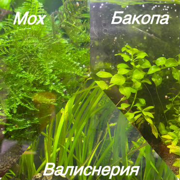 Аквариумные растения прополка