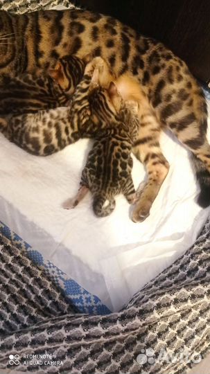 Бенгальская кошка