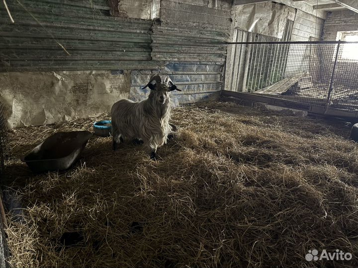 Продам козу