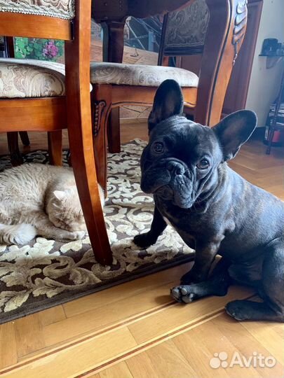 Французский бульдог