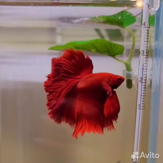 Аквариумные рыбки