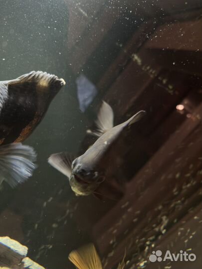 Аквариумные рыбки