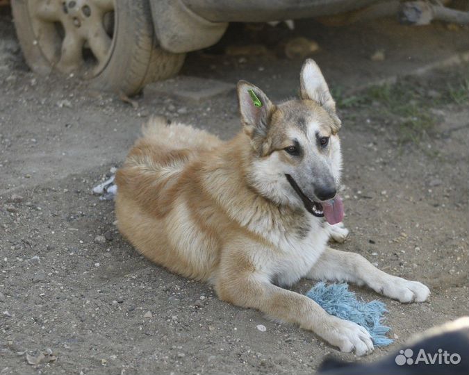 Гера ищет семью
