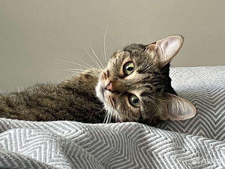 Асенька в поисках семьи