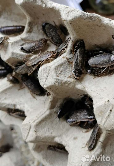 Кормовые тараканы