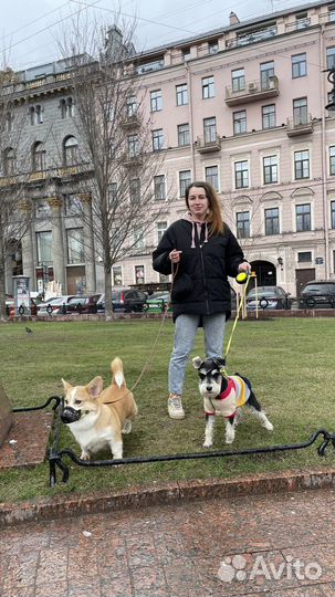 Передержка собак, хорьков