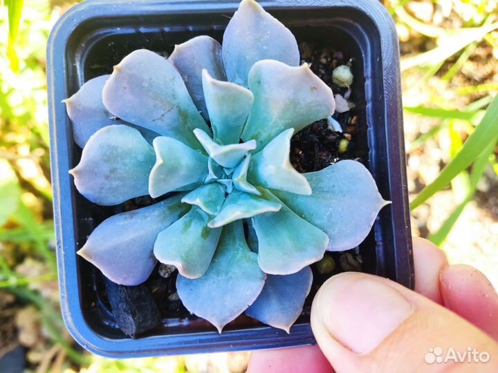 Красивые суккуленты