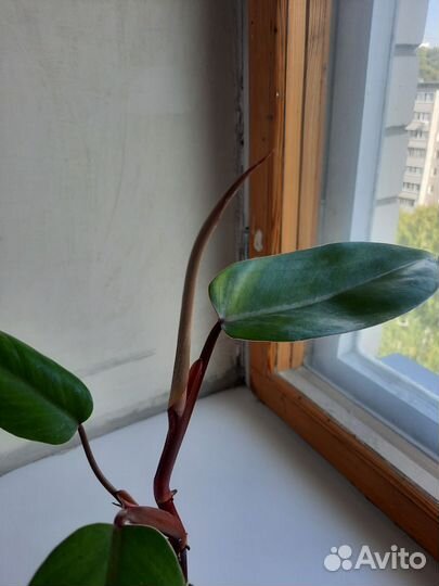 Филодендрон краснеющий