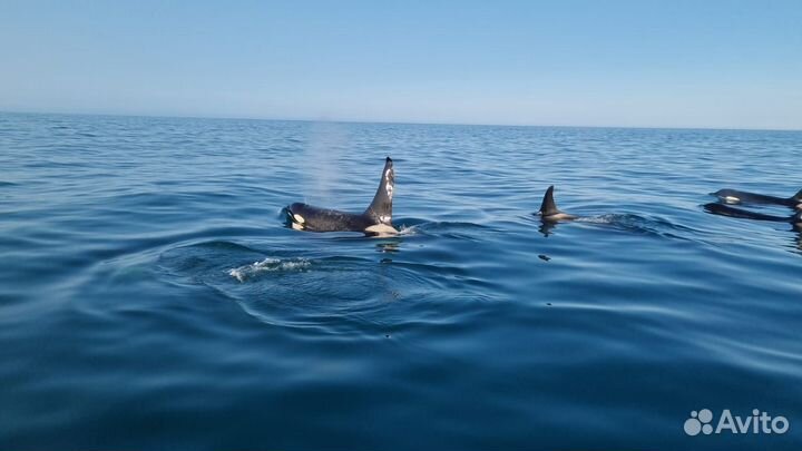 Морские экскурсии/рыбалка,прогулки, туризм