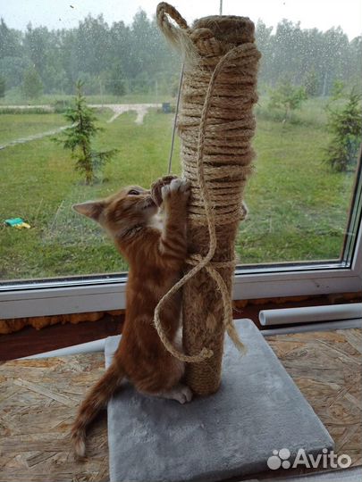 Котёнок бесплатно