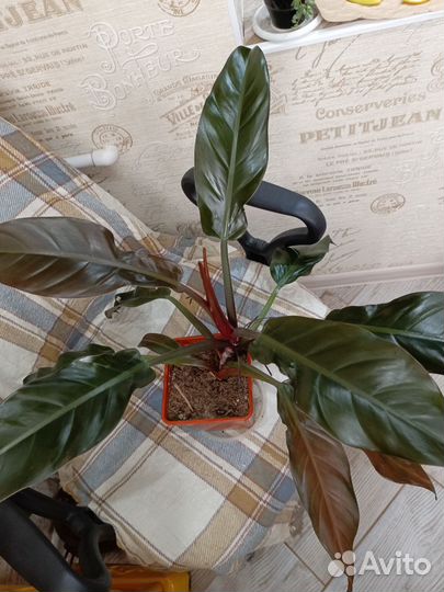 Филодендрон