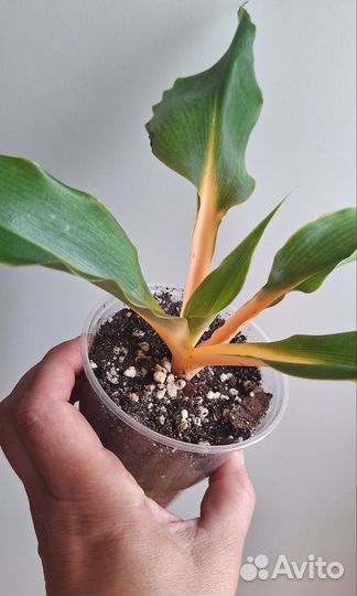 Комнатные цветы