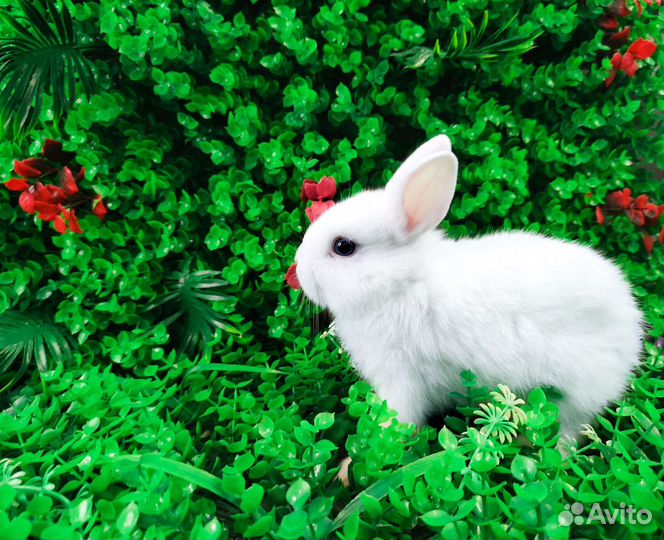 Вислоухий карликовый кролик - супер мини