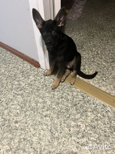 Щенок немецкой овчарки