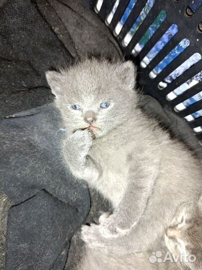 Русская голубая, котята