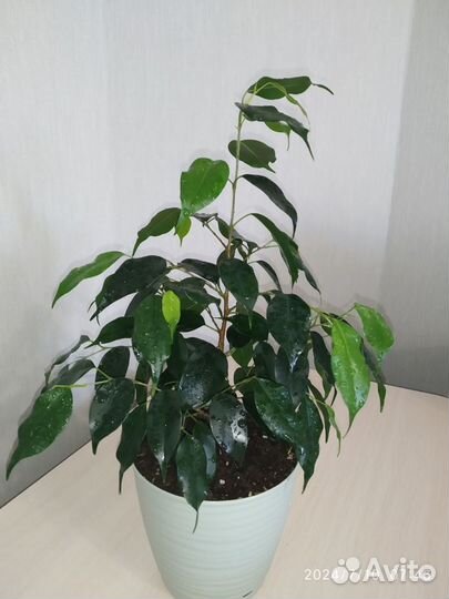 Фикус Бенджамина Даниэль