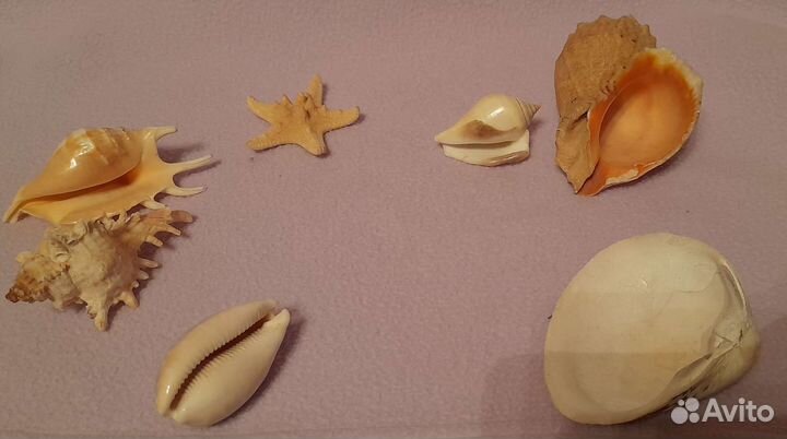 Морские ракушки,раковины Цена за всё
