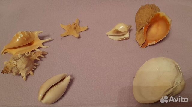 Морские ракушки,раковины Цена за всё