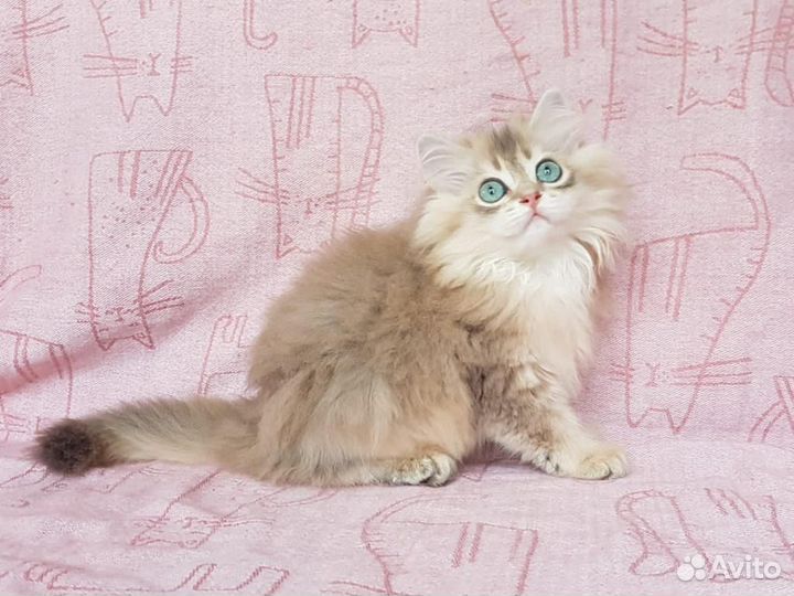 Британская длинношерстная шиншилла