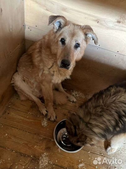 Златан ищет любовь среди людей