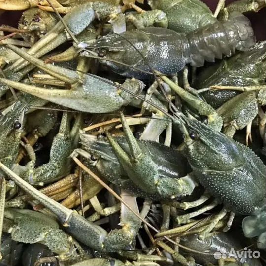 Раки живые или варёные.Специи для варки раков