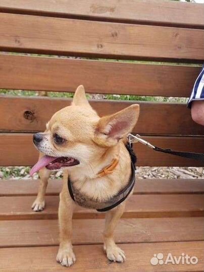 Собака чихуахуа, жених, вязка