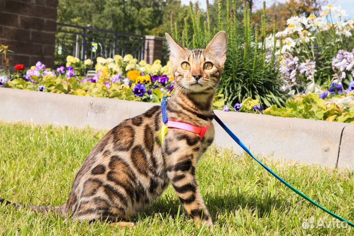 Очеровательный бенгальский котенок