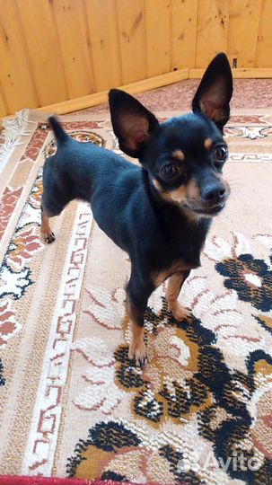 Вязка, той-терьер