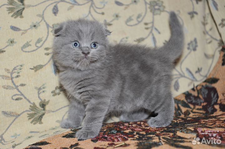 Шотландские вислоухие котята