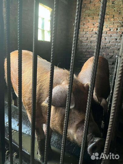 Свиньи дюрок