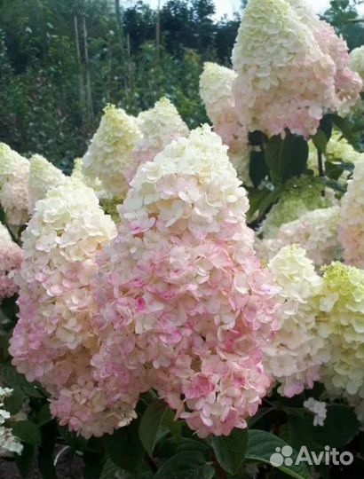 Гортензия метельчатая Сильвер доллар