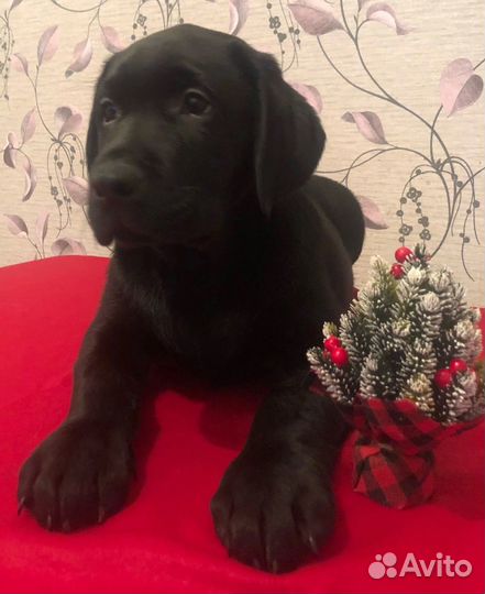 Щенки лабрадора. Все окрасы