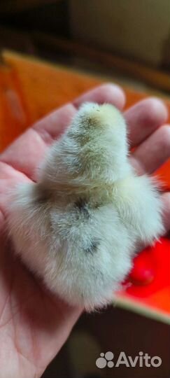 Цыплята от суточных до подрощенных, яйца