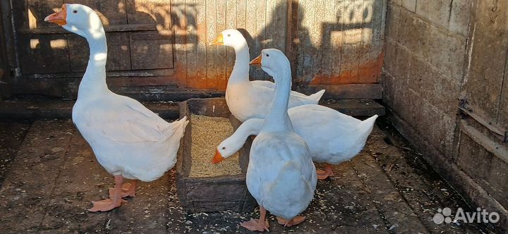 Продаются гуси